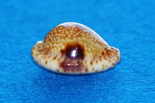 Cypraea Nebrites Dilatata - amazing GEM !