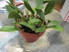 RARE CROSS ,Guarianthe skinneri ( CARPINTERIA FCC/AOS) X ANGELA DE ALVARENGA — photo 2