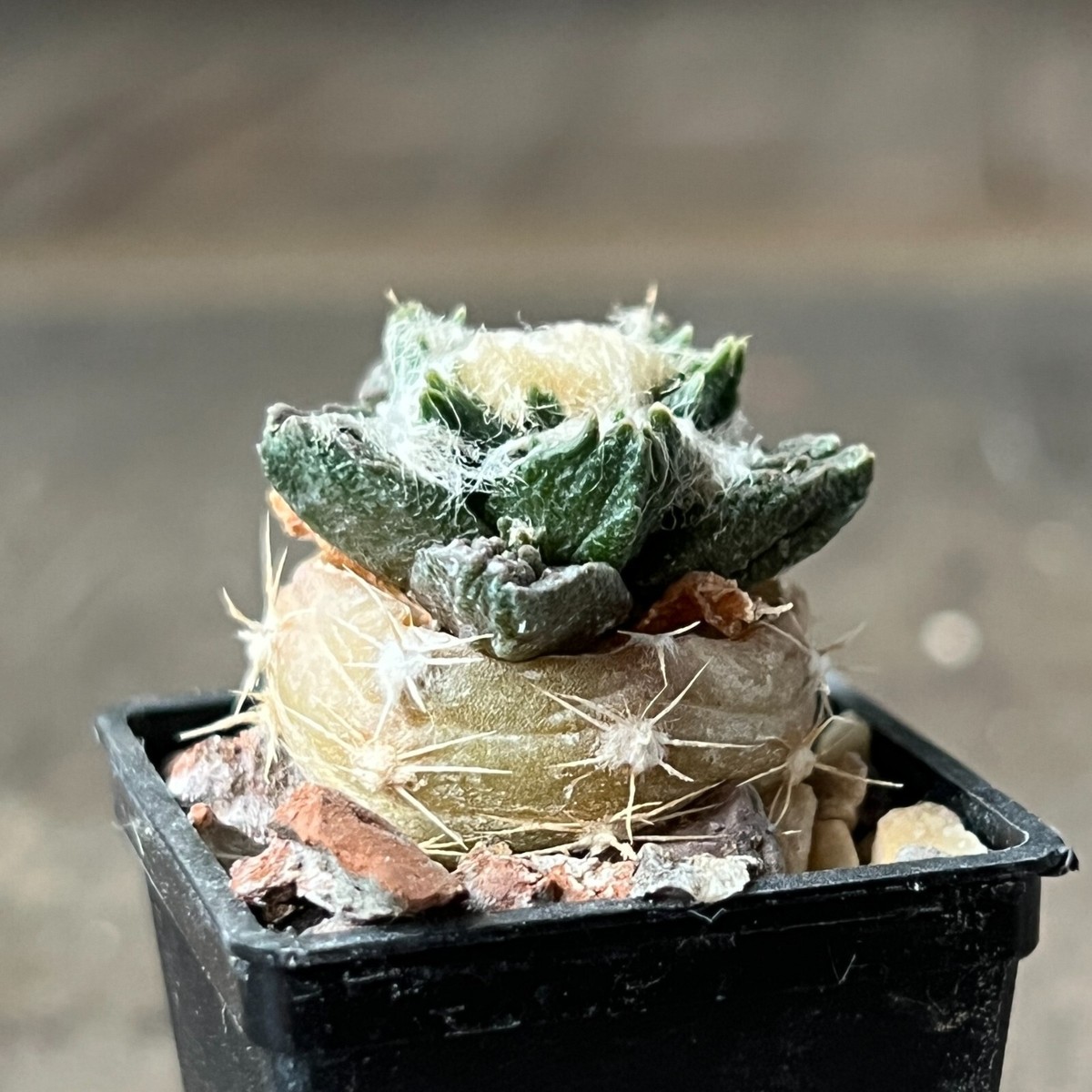 アガベ Blue cactus Shop Brazilian Blue Cactus 'Pilosocereus azureus' | Fast Delivery