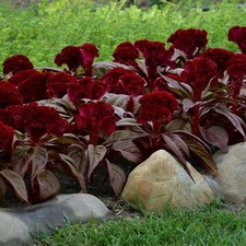 Celosia Dracula Dark Foliage Summer Bedding Burgundy Vampire Flower 4