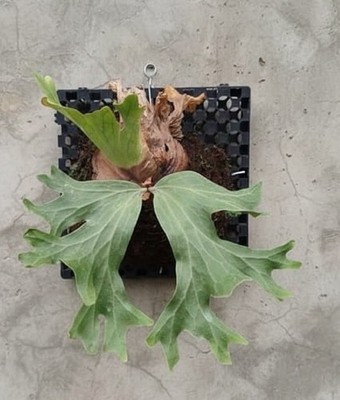 Platycerium wallichii   Rare Staghorn Fern   Elegant Narrow Fronds