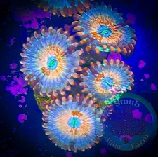 SAF~4-White Zombie Zoanthid Coral Frag, Colony, “WYSIWYG” Paly, Zoa
