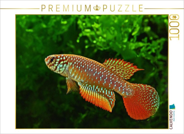 Calvendo Puzzle Nematolebias Catimbau, Brasilien | 1000 Teile Lege-GrößE 64 × 48-image
