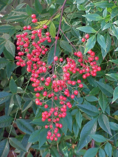 Nandina Domestica Heavenly Bamboo Shrub 15 Seeds For Sale Online Ebay