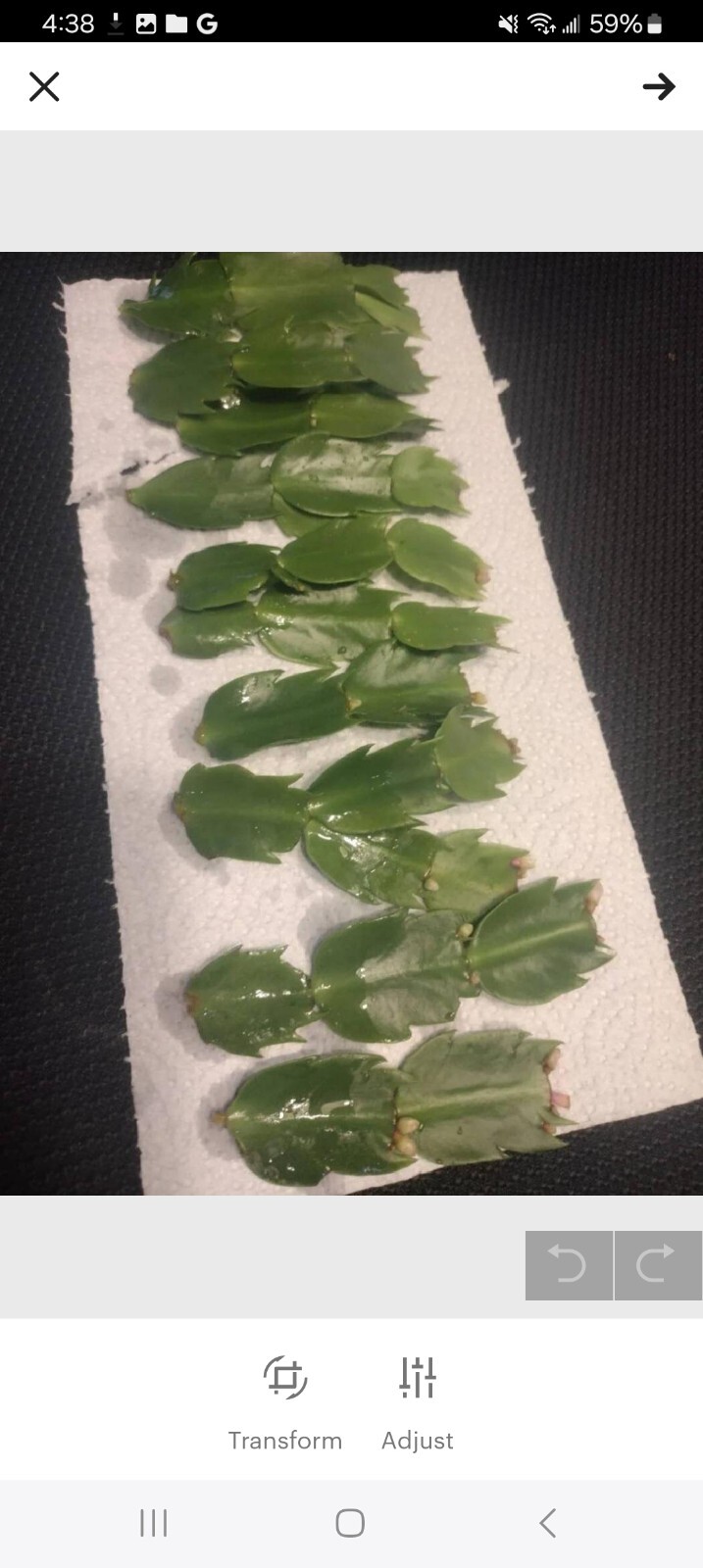 5 CUTTINGS From 5  Different Color NO Roots Thanksgiving/ChristmasCactus Labeled