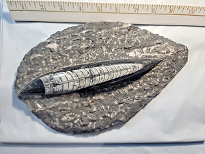 10"× 6" Orthoceras on Rock Single Dinosaur Squid Fossil Mineral Stone - Morocco