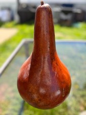 Decorative Natural Dried Gourd Shaker Rustic Display 13" Tall 25" Circumference