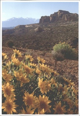 Canyonlands Utah Postkarte Maultierohren Wildblumen La Sal Berge Jeff Gnass