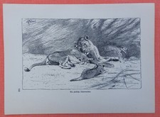 Czuła lwa matka Panthera leo lew wilhelm kuhnert drzeworyt 1920 