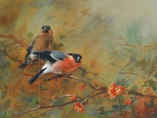 Mosaic Ceramic Panel of Bullfinches by Thorburn Backsplash Tile Mural Art