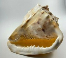 Conch Shell Sea Shell Conch Shell Horn Coastal Beach Decor Tropical Decor Large
