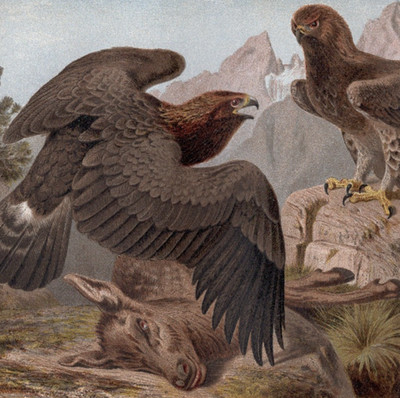 Wingspan Golden Eagles with Prey in Alpine Terrain 1880 Antique Chromolithograph