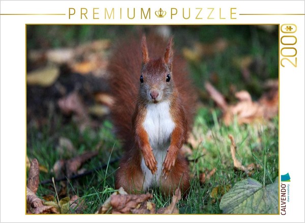 Calvendo Puzzle Possierliches EichhöRnchen | 2000 Teile Lege-GrößE 90X67Cm Foto--image