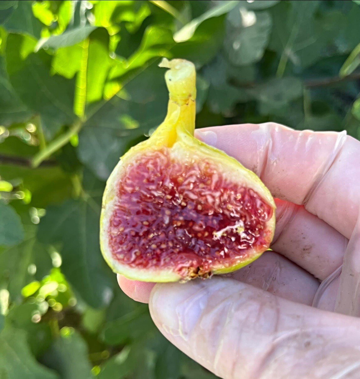 Fig Cutting “De La Caseta” SALE