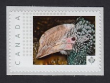 SILVER CHEEKED HORNBILL =Bird= Picture Postage stamp MNH Canada 2015 [p15-12sn4]