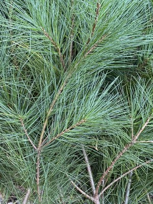 Fresh Cut Pine Boughs, 8-12  each.  25 Large Pieces, Beautiful And Fragrant
