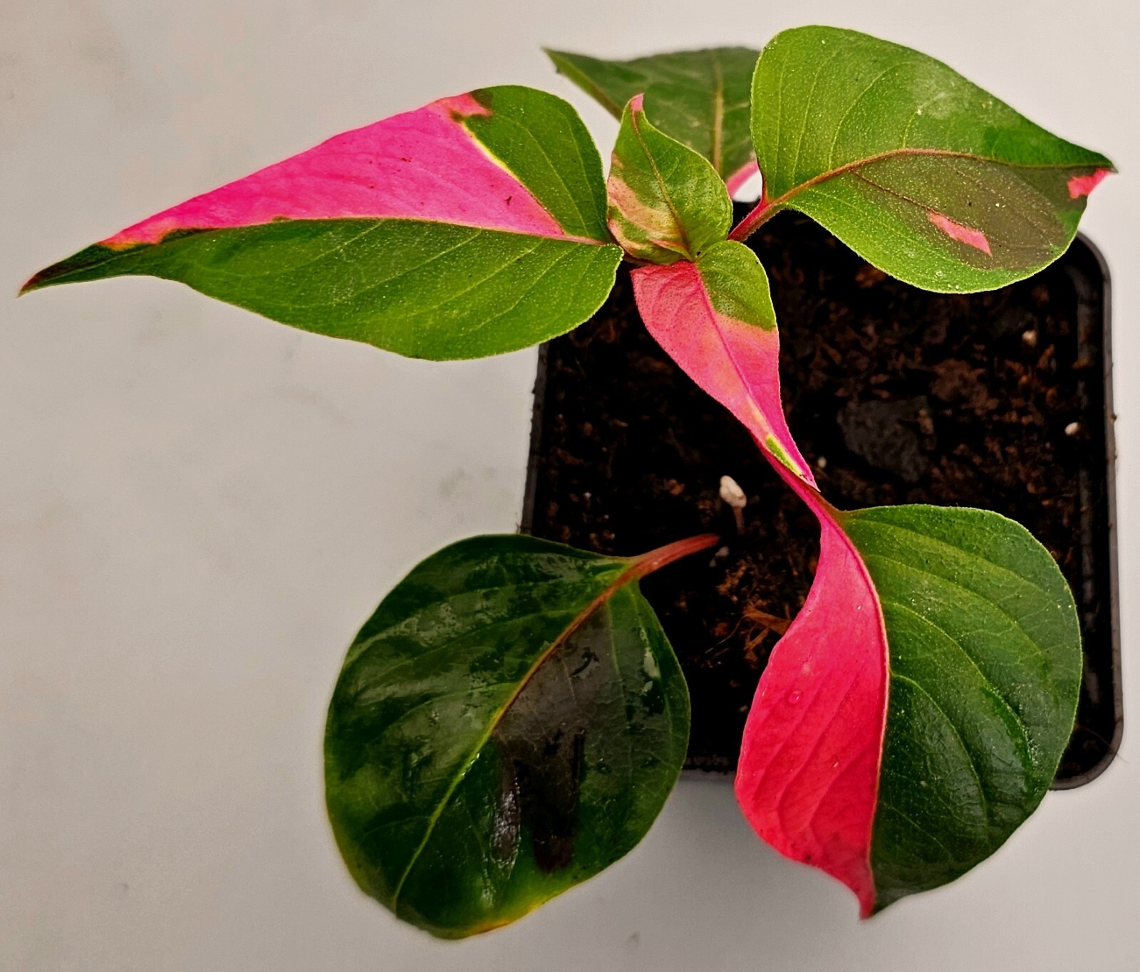 Alternanthera Party Time Rosa Variegata - N218