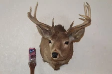 Whitetail Deer Head Shoulder Mount Taxidermy Cape Shed Antler Hunt Mule Rack
