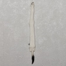 White Ermine Weasel Tanned Fur Pelt - Stoat Skin, Hide For Sale - Tf7729