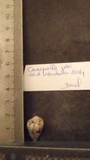 COLLECTION COQUILLAGE : CONASPRELLA JOSEI