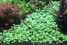 LOBELIA CARDINALIS Cardinal Plant - potted - easy aquarium plant