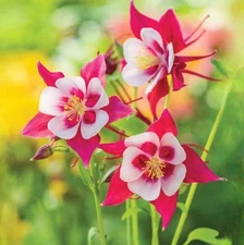 20 rare columbine flower seeds for spring summer Blue Yellow White red colorful