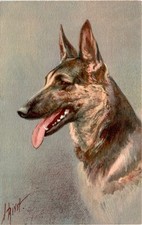 102 Alsatian Wollhound, Berger alsatien, Switzerland, Edition Stehli, Postcard