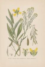 Dyer's Woad (Isatis tinctoria) Pastel Indigo Chromo-Lithograph from 1891