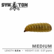 Live Feeders - Black Soldier Fly Larvae Medium 