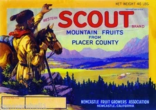 Newcastle Placer County Western Scout Pear Fruit Crate Label Art Print