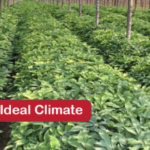 5 LB American Ginseng Seed Grow your own Wild Ginseng. Wild Ginseng Seed  - Image 3 of 4