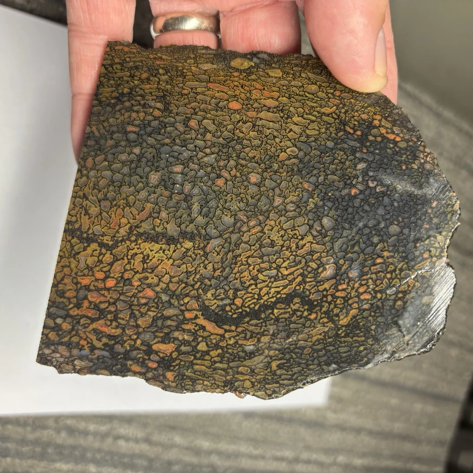 Fossil Gem Dinosaur Bone Slab ~ Gem Dino Bone Slab Quality 5/16” Thick 165 - Image 2 of 4