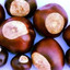 Buckeye Variety