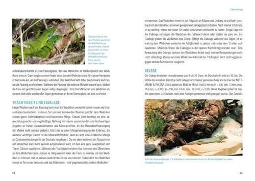 Martin Dieckmann Smaragdeidechsen Lacerta bilineata und Lacerta viridis - Bild 6 von 9