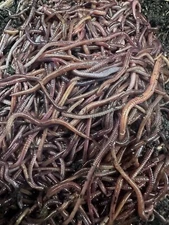 10 Red Wiggler/Organic/Compost Worms/Eisenia Fetida