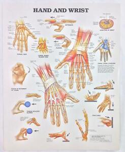 The Anatomical Chart Series