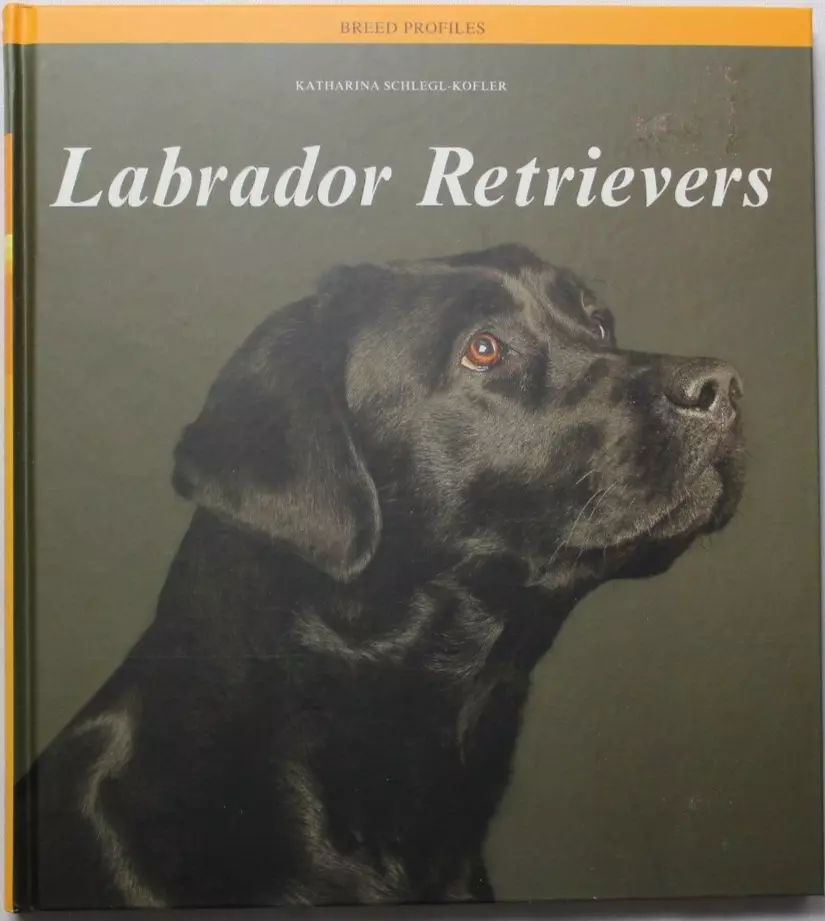 Large hot sale breed labrador