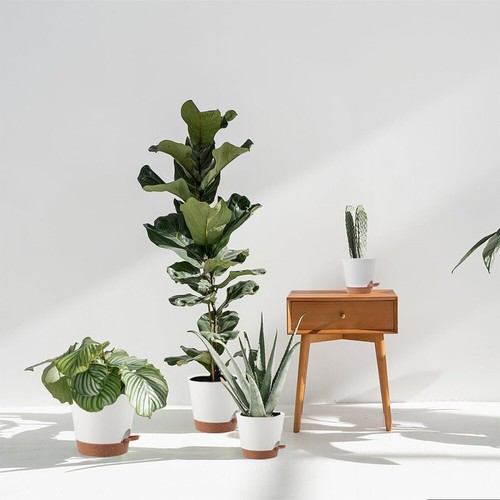 Blumentopf 6 Stück Kunststoff Blumentopf mit Bewässerungssystem selbstbewässernd - Bild 6 von 16