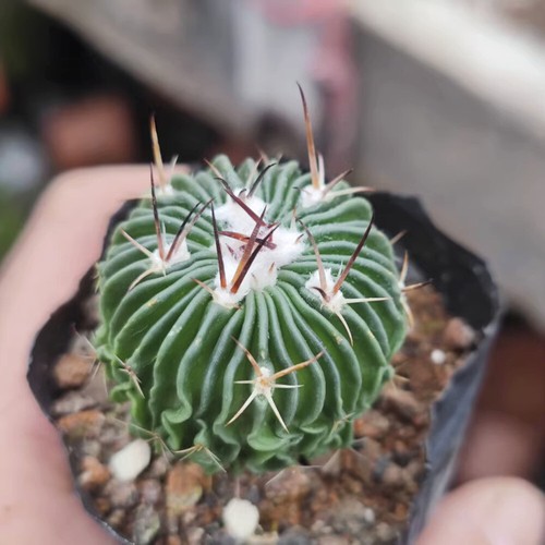 3-7CM Succulent Cactus Plant Stenocactus Multicostatus Cactaceae Beautiful Plant - Picture 21 of 36