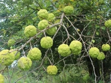 Osage Orange Tree Seeds (Maclura pomifera) ~ Hedge Apple ~ Fresh Seed ~