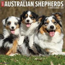 Australian Shepherds 2026 12" x 12" Wall Calendar (free shipping)