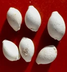 MIOCENE MOORS GASTEROPOD, CYPRAEA