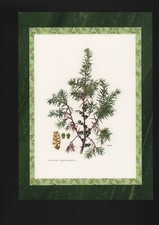 Offset Print 1960: Juniper Juniperus communis L. Shrubs Trees