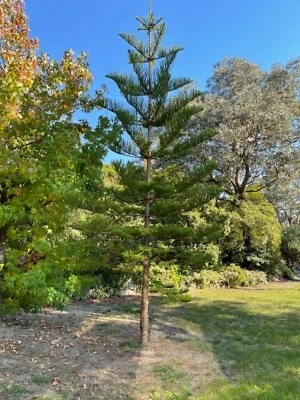 Norfolk Pine Plants Gumtree Australia Free Local Classifieds Norfolk Pine Plants Gumtree Australia Free Local Classifieds