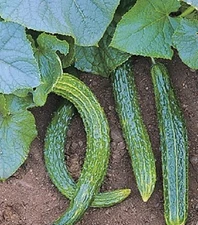 Vegetable Seeds 50 Seeds Suyo Long Cucumber Seeds