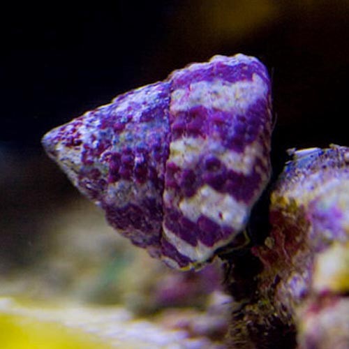 TROCHUS SNAIL LIVE MARINE CLEAN UP CREW ALGAE EATER LIKE TURBO SNAILS