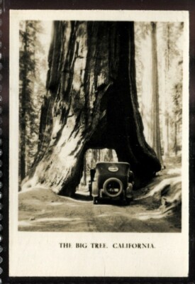Tabakkarte,Cavanders,PEEPS INTO MANY LANDS,2nd Med,1928,Big Tree CA,USA,#14L