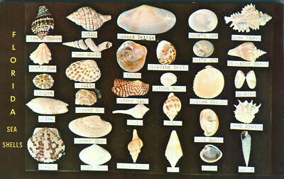 Florida Sea Shells Dodsons Shell Shop Advertising Postcard