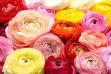 Ranunculus Mix Color Bulbs for Planting - Ships from Iowa, USA