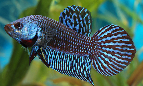 1 Live MALE Alien Blue Betta Splendens Freshwater Tropical Aquarium Fish Grade A